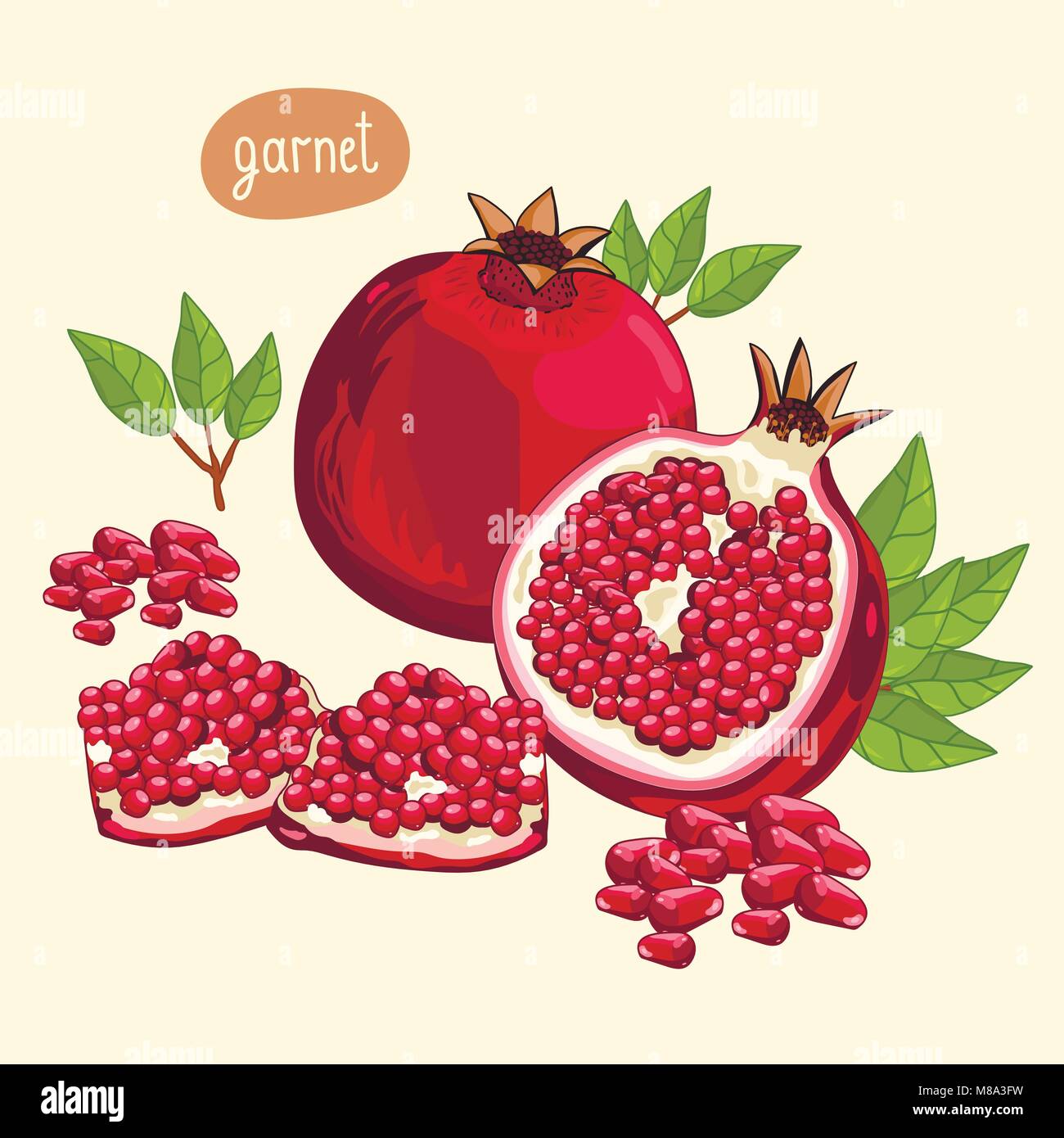 Pomegranate isolated, Vector. Stock Vector