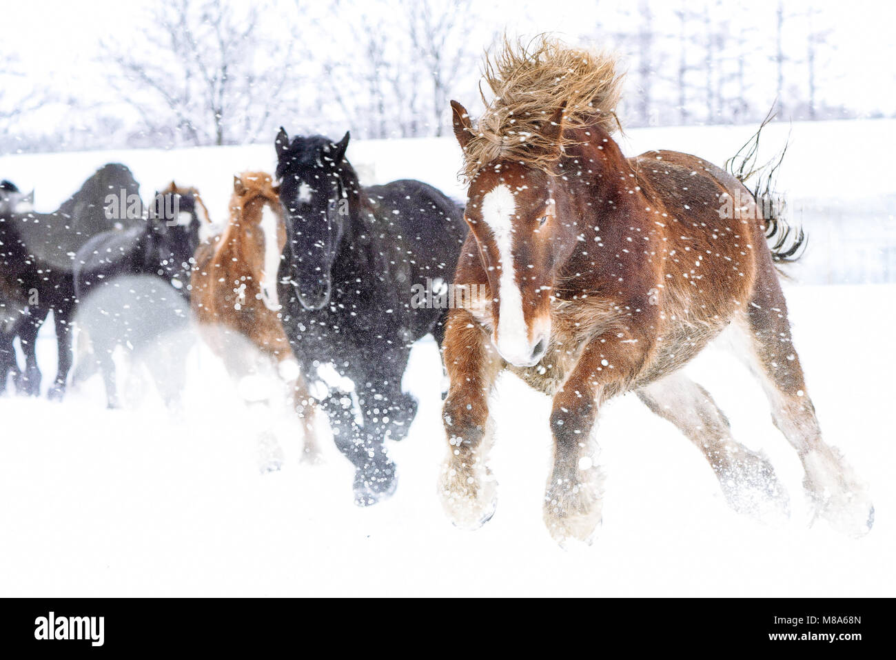 Horse Running in Snow Field Stock Photo - Alamy