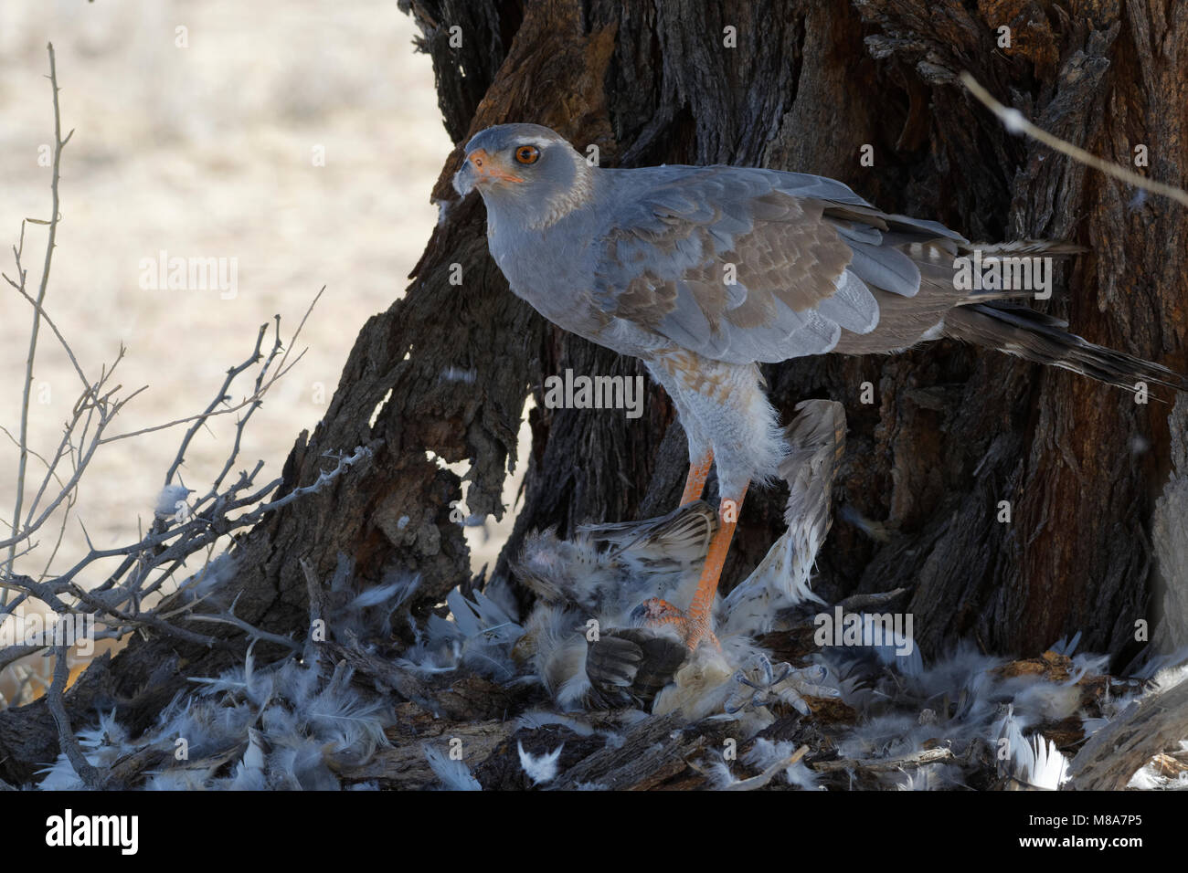 Pale chanting goshawk (Melierax canorus) feeding on carcass of an immature Martial eagle, Kgalagadi Transfrontier Park, Northern Cape, South Africa Stock Photo