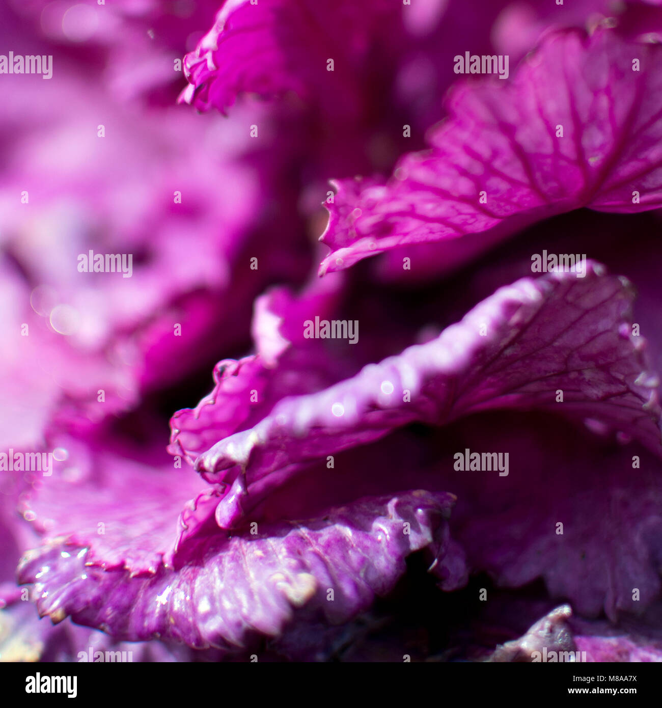Ornamental cabbage, close up with shallow depth of focus Stock Photo