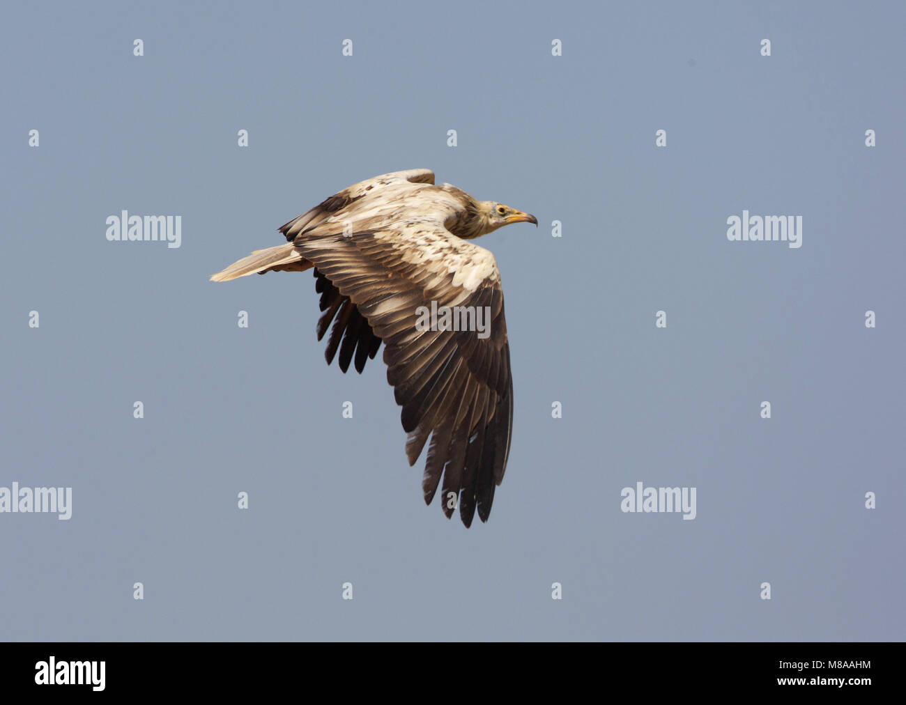 Image by Arie Ouwerkerk Stock Photo