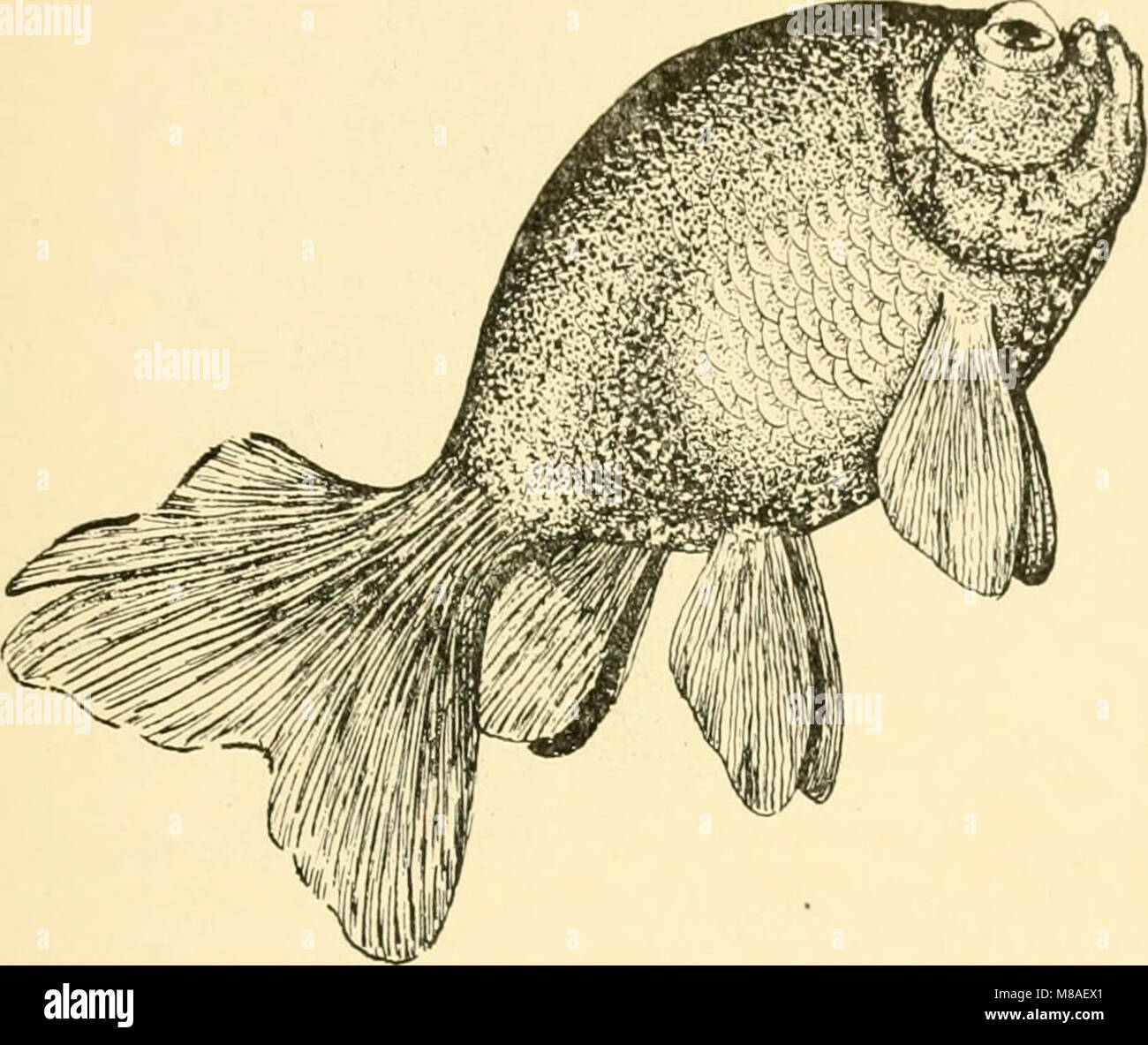 Picture of A comprehensive guide on goldfish and other aquarium fish species ...