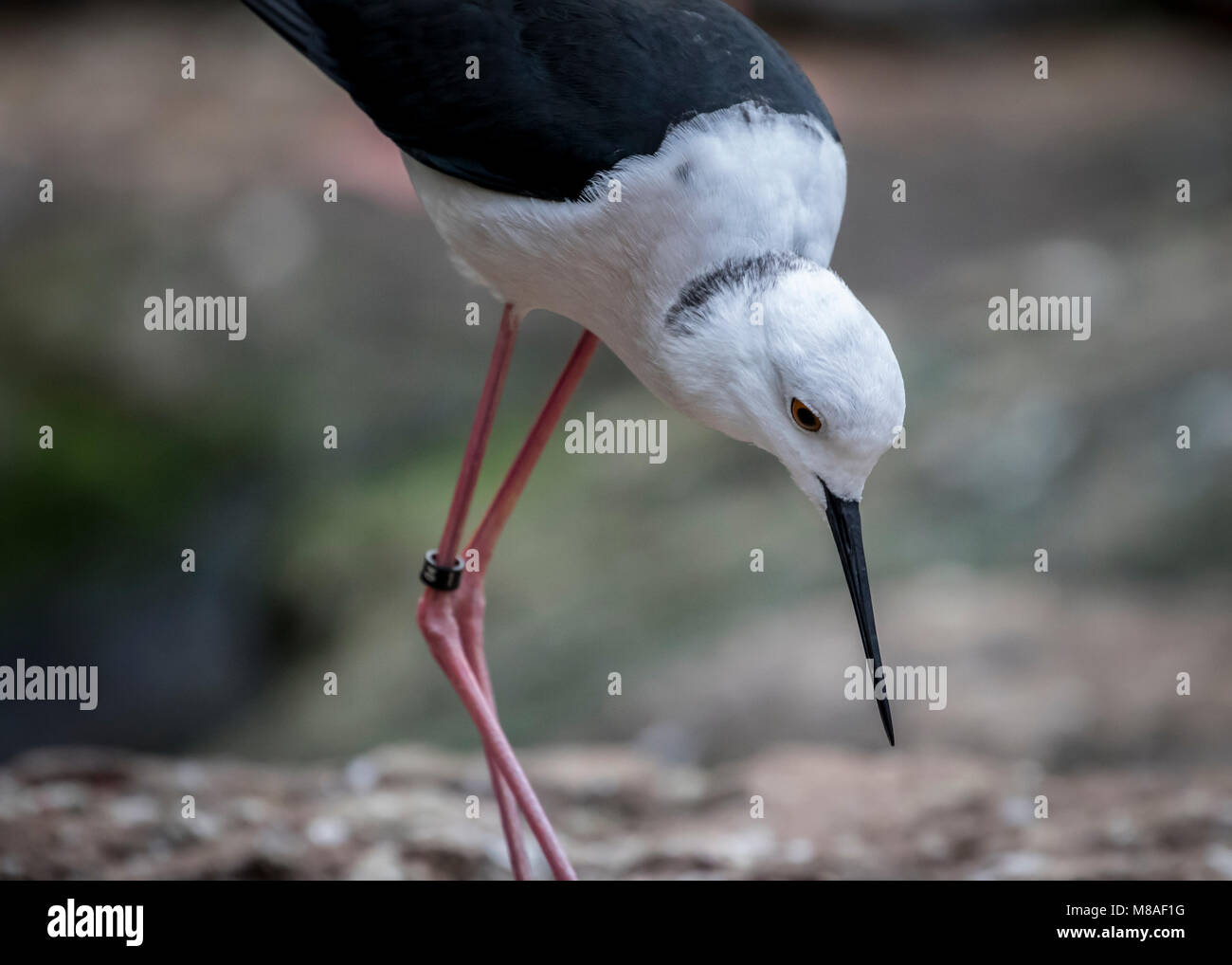 Beautiful stilt bird Stock Photo Alamy