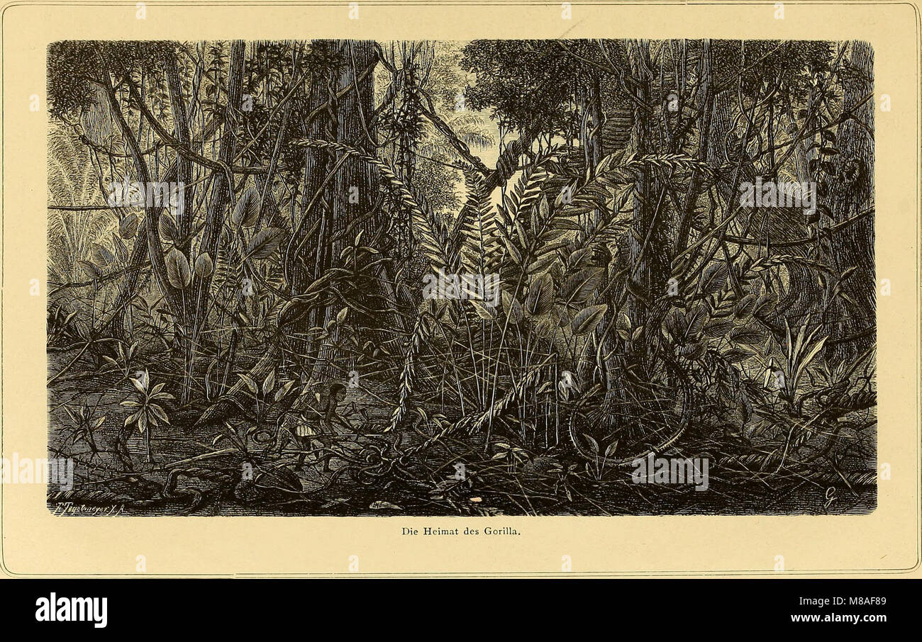 Die Loango-Expedition ausgesandt von der Deutschen Gesellschaft zur Erforschung Aequatorial-Africas, 1873-1876 - ein Reisewerk in drei Abtheilungen (1879) (20309744994) Stock Photo