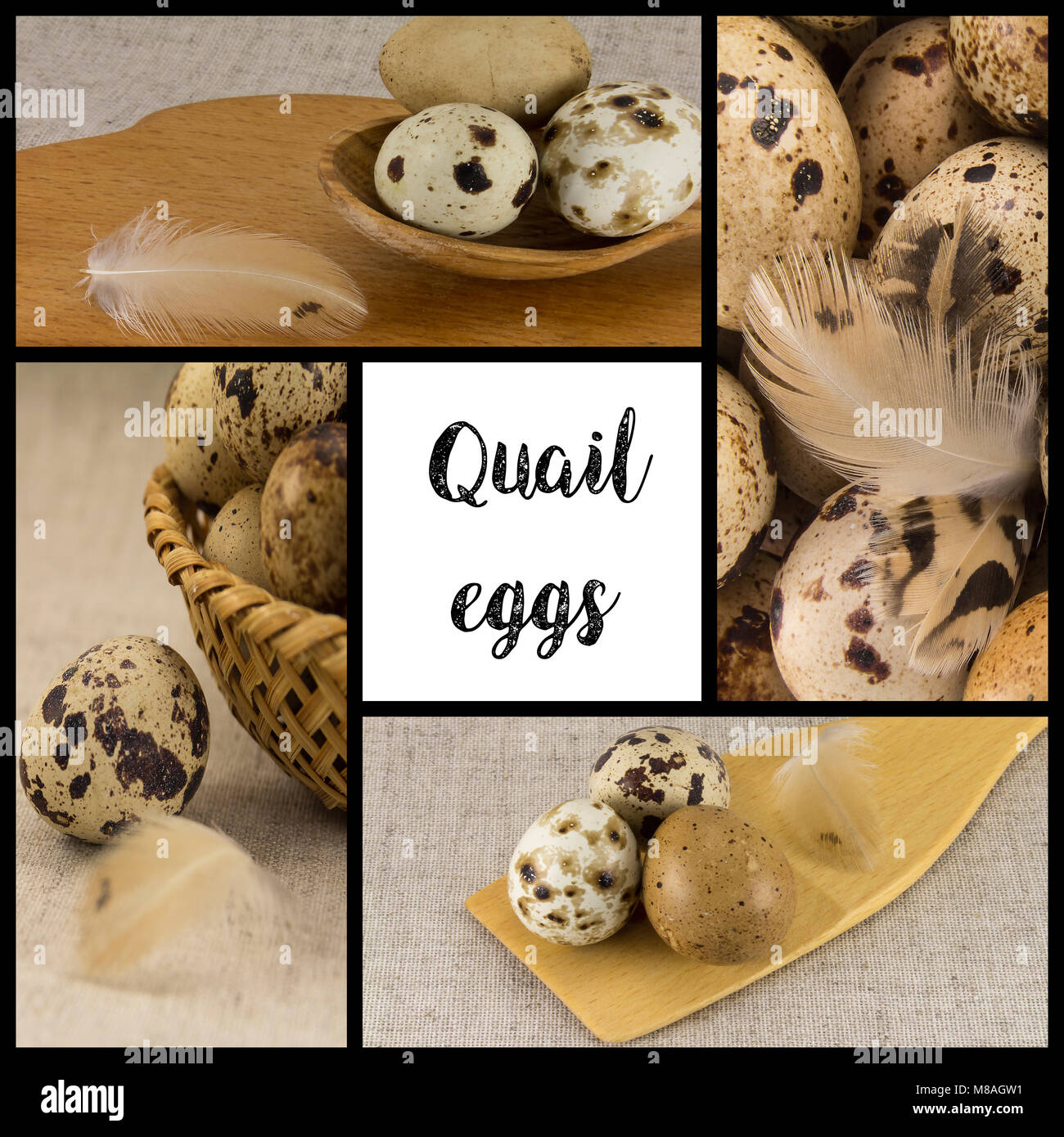 Collage of five pictures on a theme - Quail eggs with the ability to write text Stock Photo