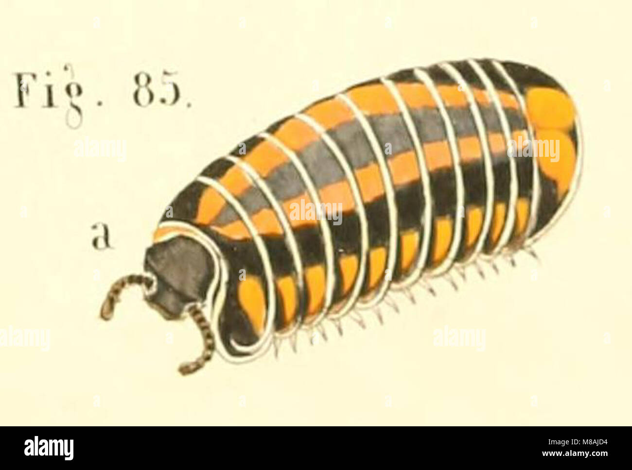 Die Myriapoden - getreu nach der Natur abgebildet und beschrieben (1863) (20311739454) (Glomeris connexa) Stock Photo