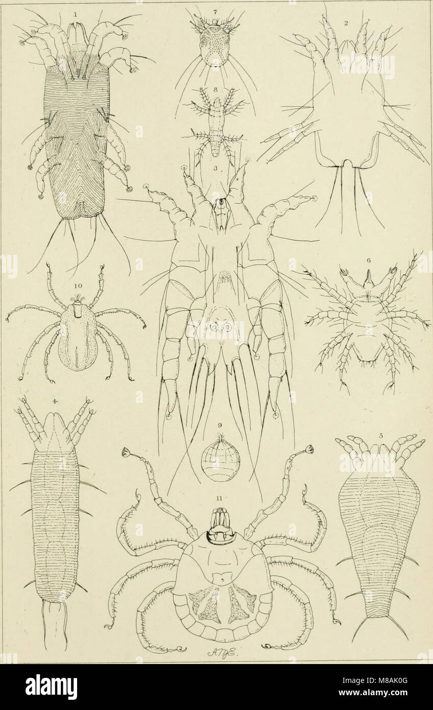 Vector Study Incects A guide detailing the study of insects, focusing on species that impact ...