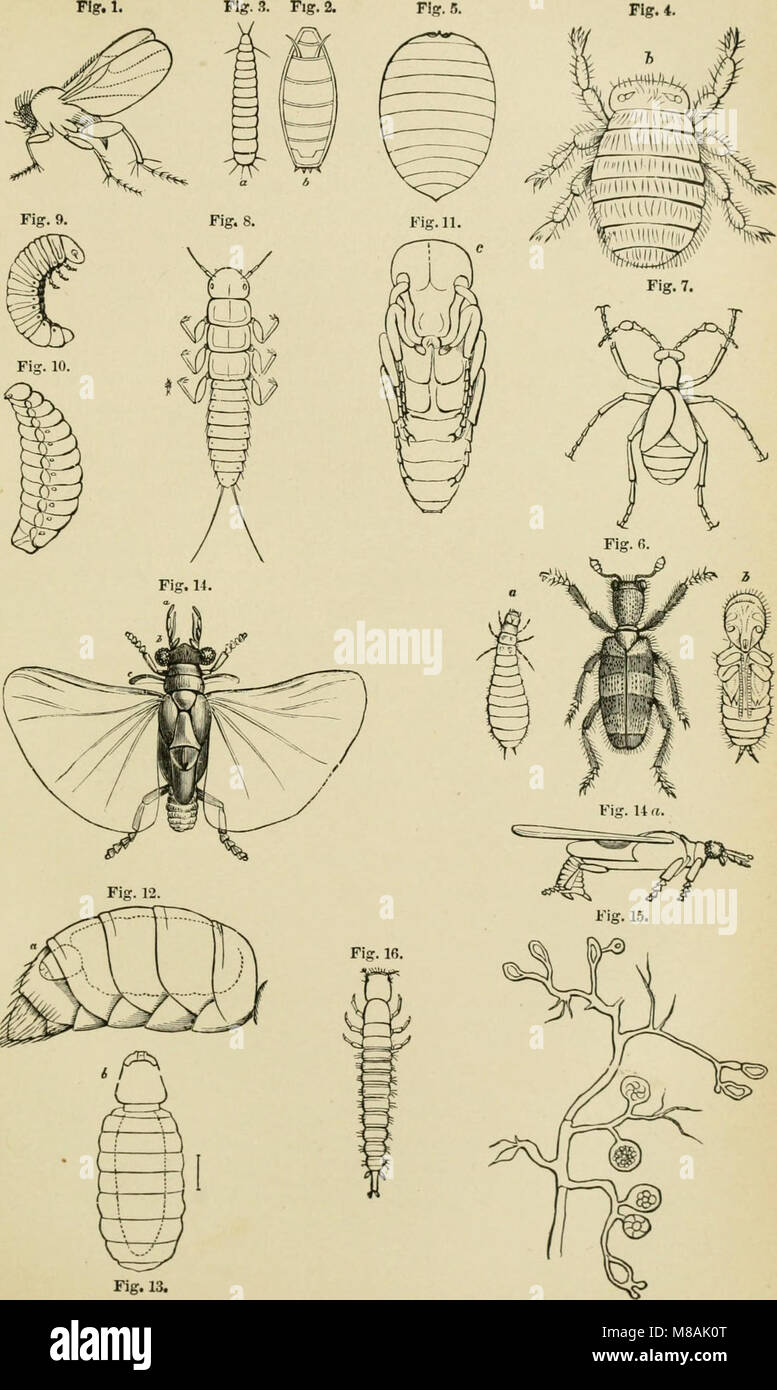 Guide to the study of insects and a treatise on those injurious and beneficial to crops, for the use of colleges, farm-schools, and agriculturists (1889) (14776375375) Stock Photo