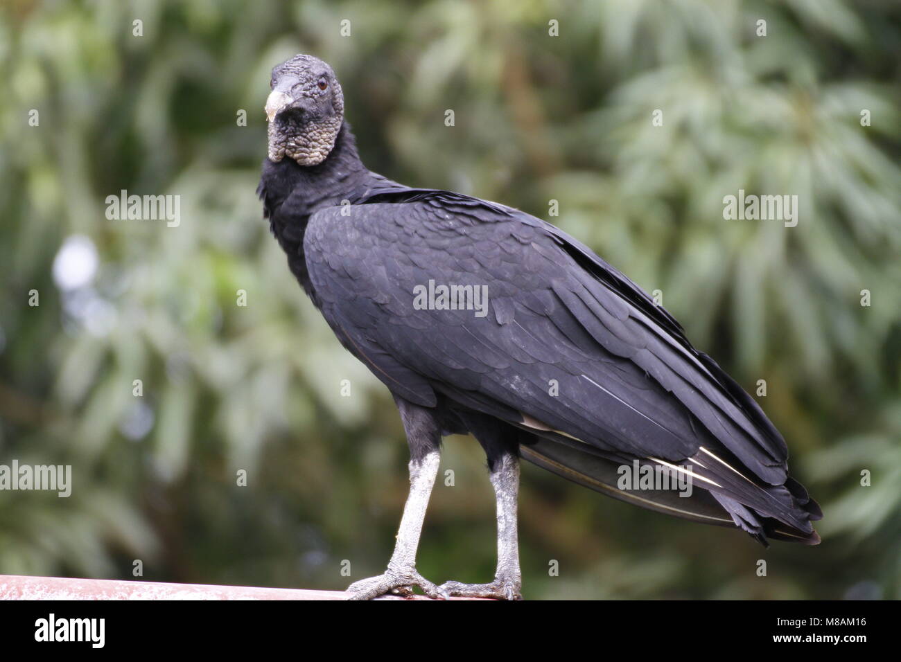Southern American Black Vulture in Cahuita, Costa Rica Stock Photo