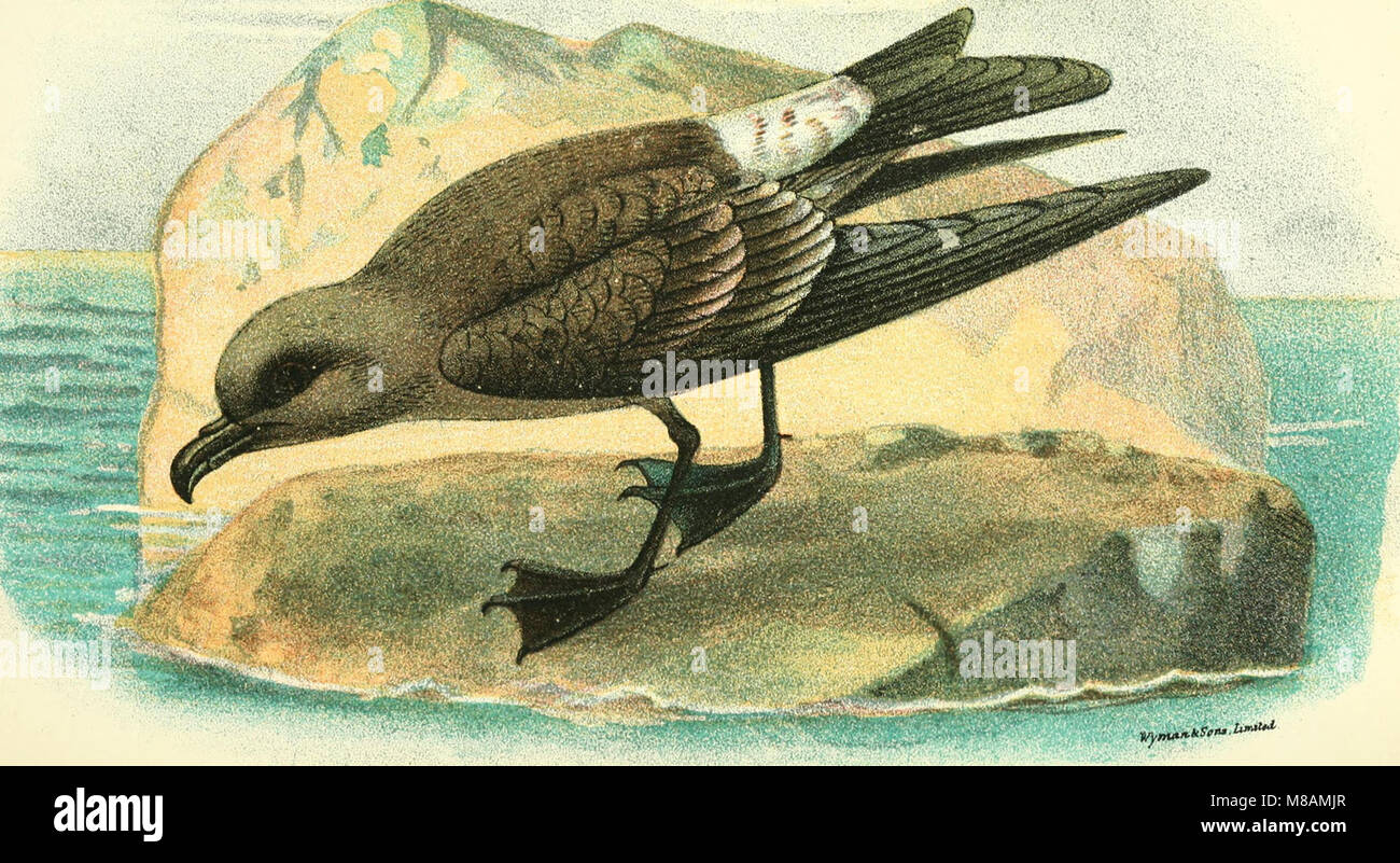 This 1894 guidebook offers a comprehensive overview of bird species in ...