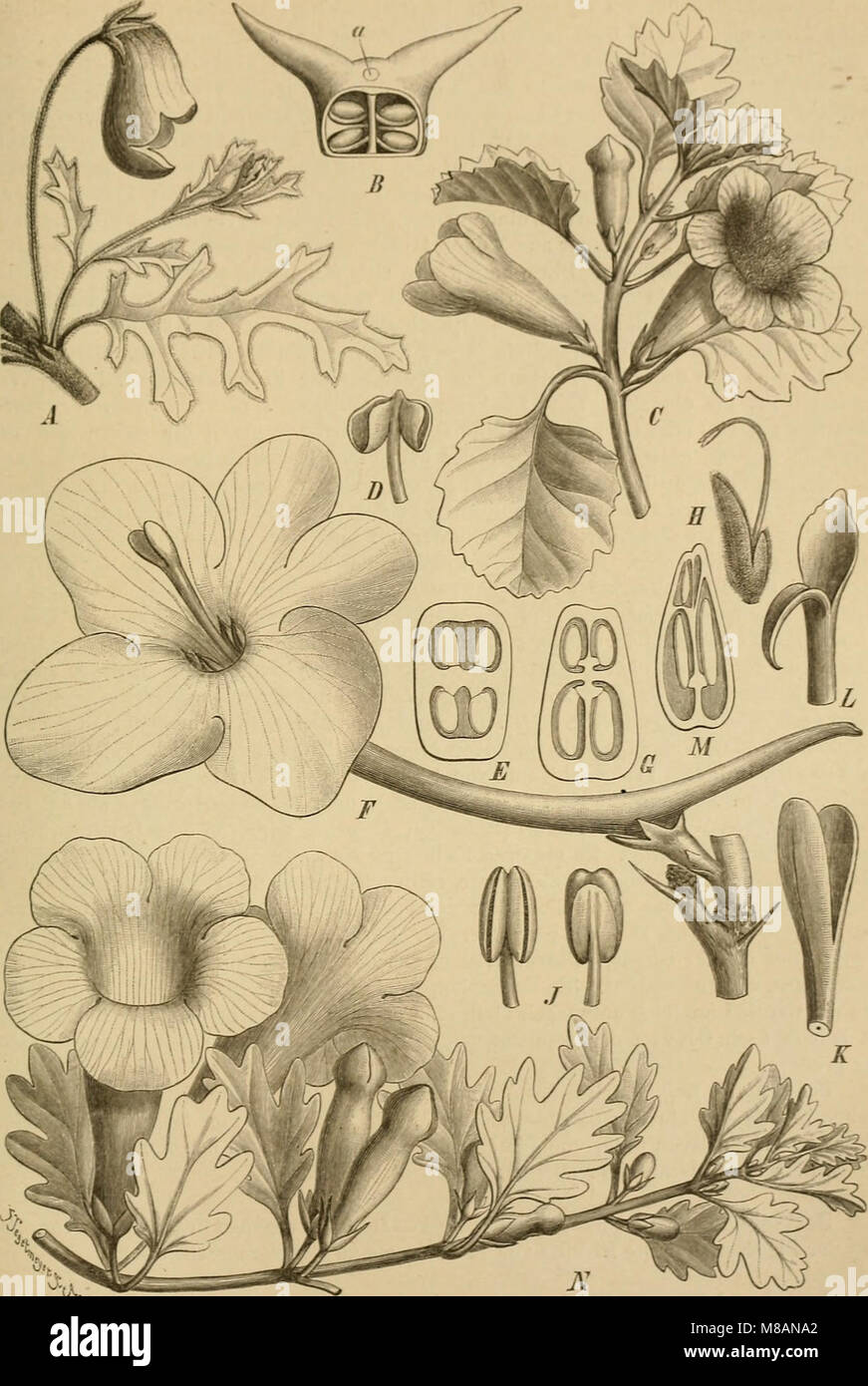 Lens Genus A study on the natural plant families, including their genera and ...