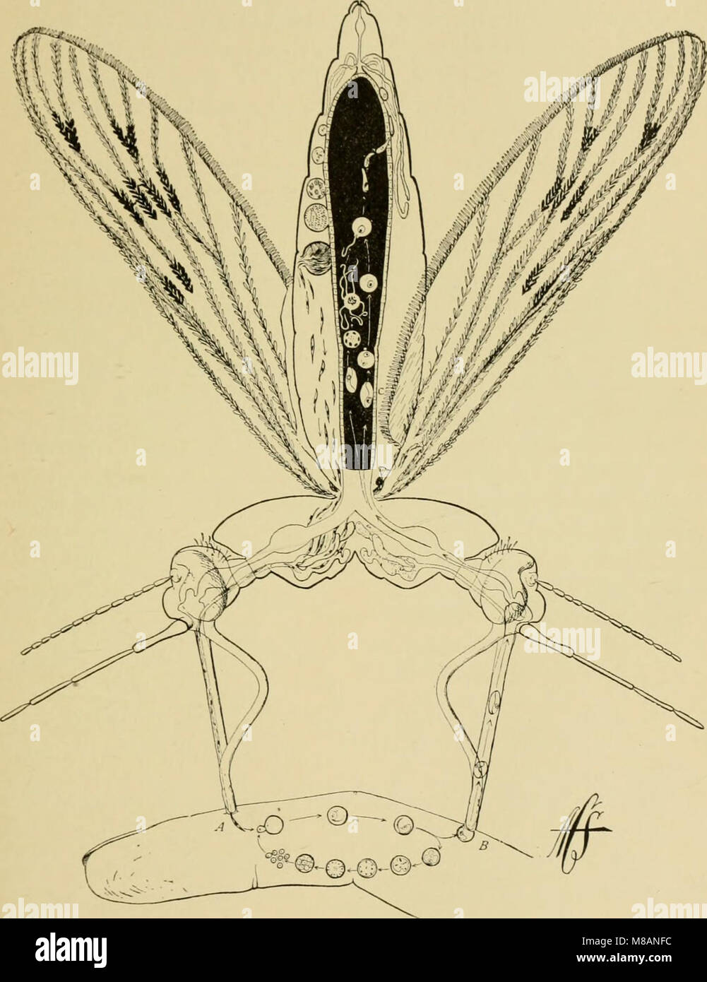 Midial Insects The 1915 Handbook of Medical Entomology is a comprehensive guide to the ...