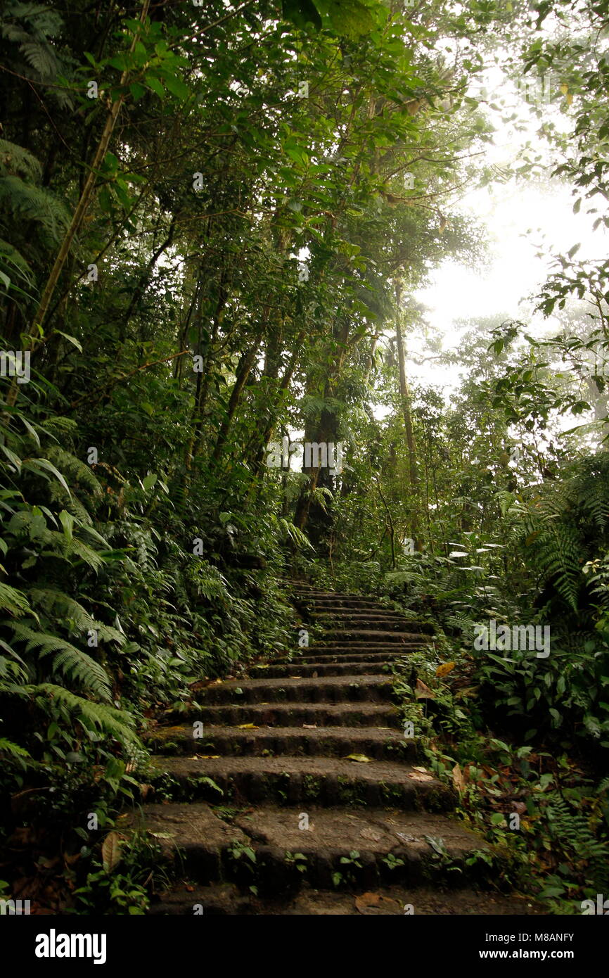 Monteverde Cloud Forest in Costa Rica Stock Photo