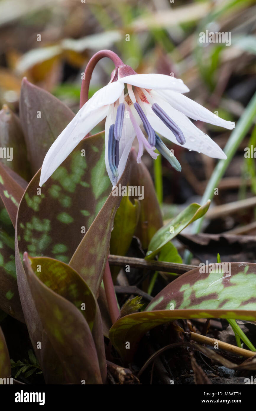Opening flower of the hardy dog's tooth violet, Erythronium dens canis 'Snowflake', in early Spring Stock Photo