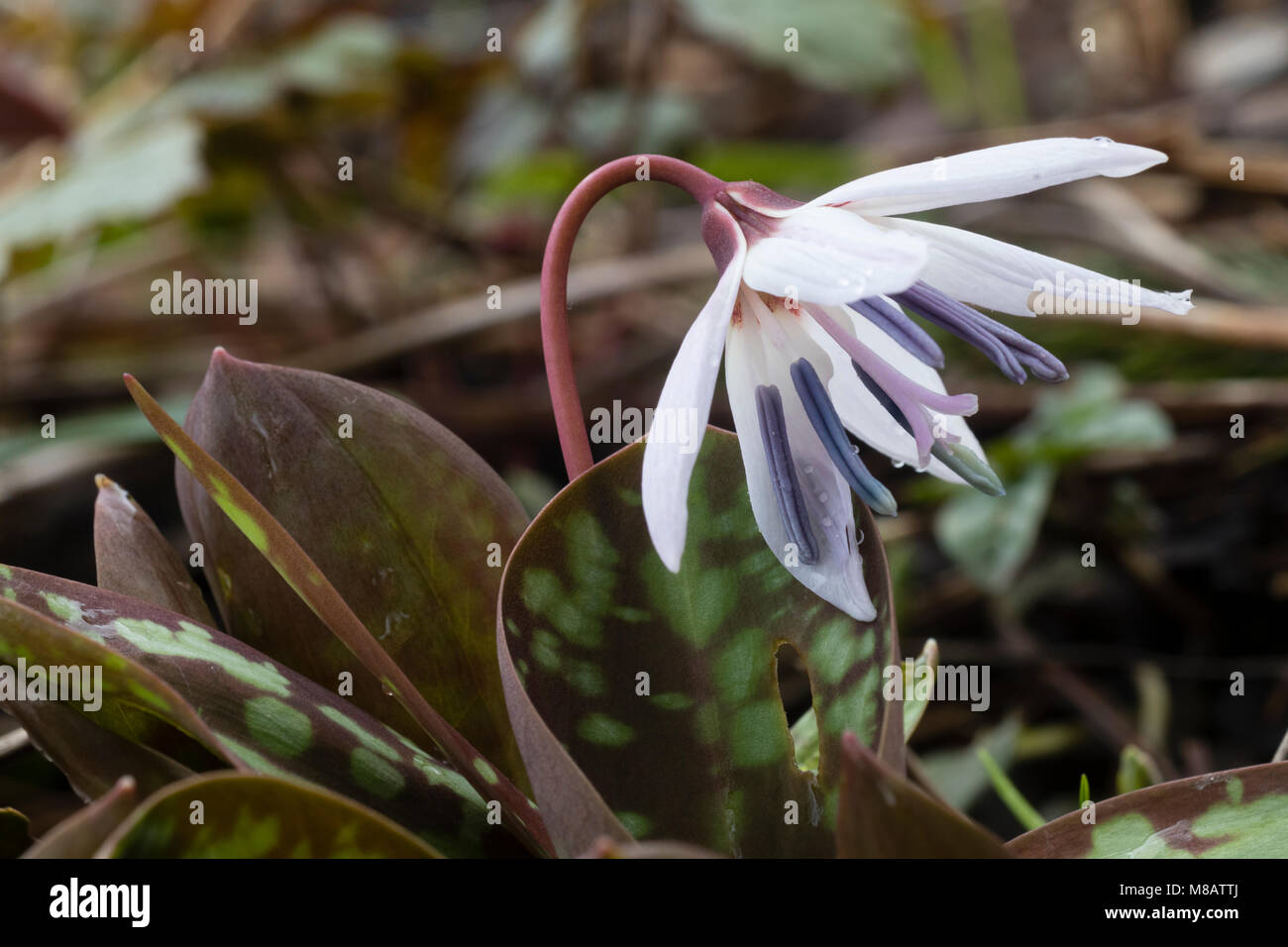 Opening flower of the hardy dog's tooth violet, Erythronium dens canis 'Snowflake', in early Spring Stock Photo