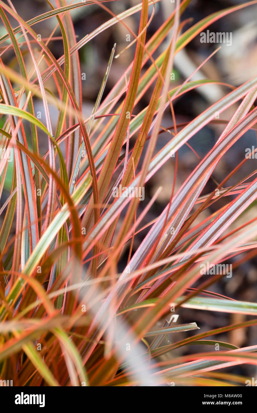 Red striped leaves of the ornamental evergreen sedge, Uncinia rubra 'Everflame' Stock Photo