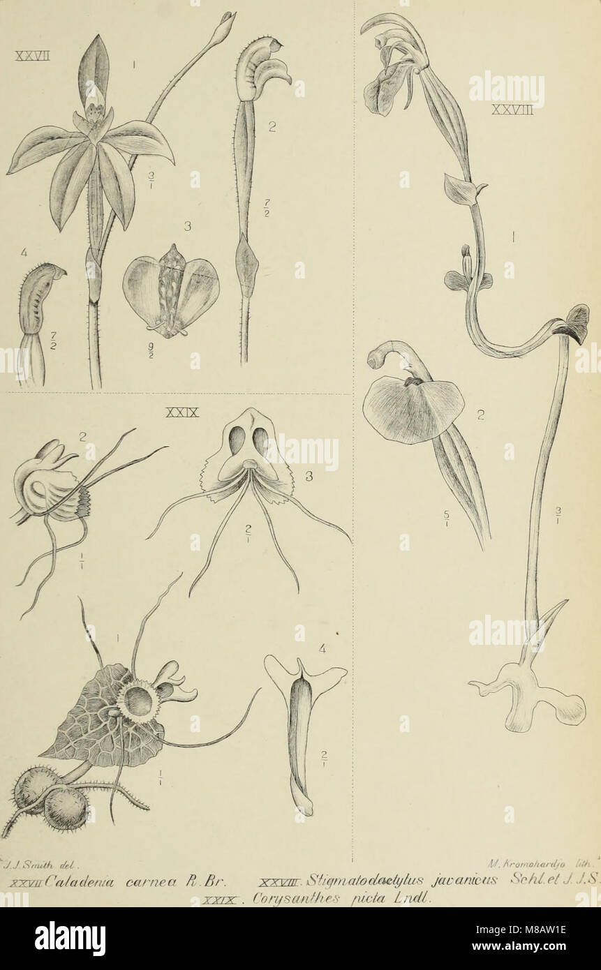 This 1905 work, 'Die Orchideen von Java,' focuses on the diverse ...