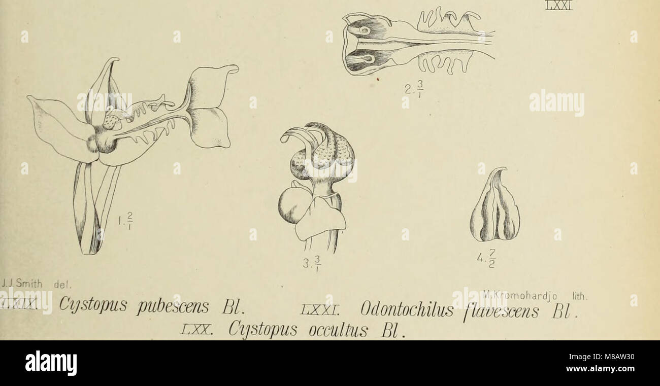 Comprehensive study of orchid morphology hi-res stock photography and ...