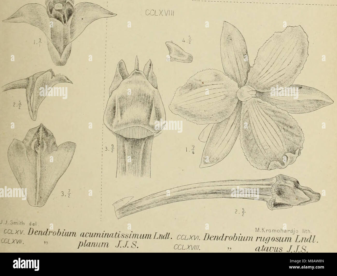 This 1905 work focuses on the orchids of Java, documenting various ...