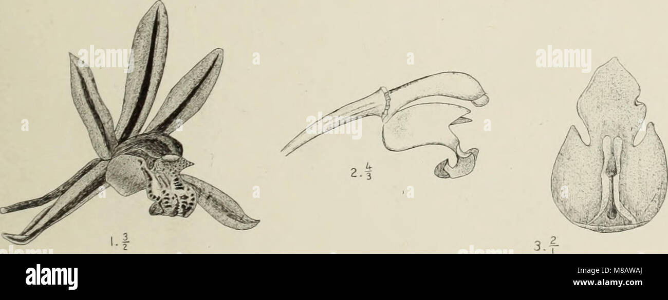 'Die Orchideen von Java' (1905) is a botanical work detailing the ...