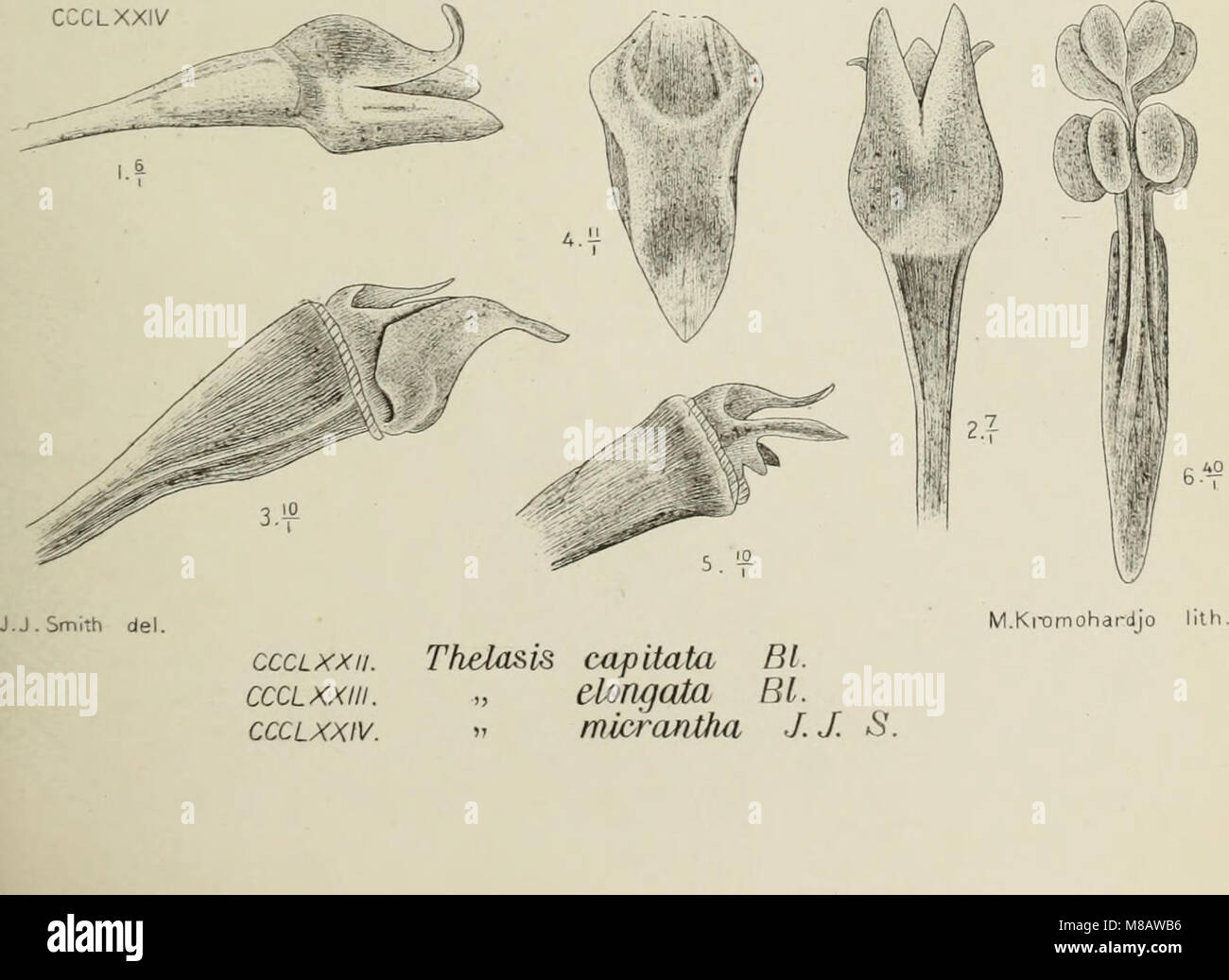 Southeast asian plant taxonomy history hi-res stock photography and ...