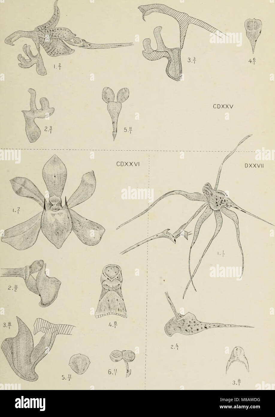 This 1905 work 'Die Orchideen von Java' provides a comprehensive study ...