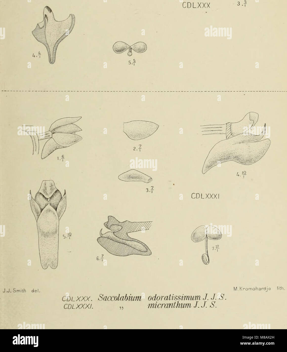 Java Habitat 'Die Orchideen von Java' (1905) is a botanical study focusing on the ...