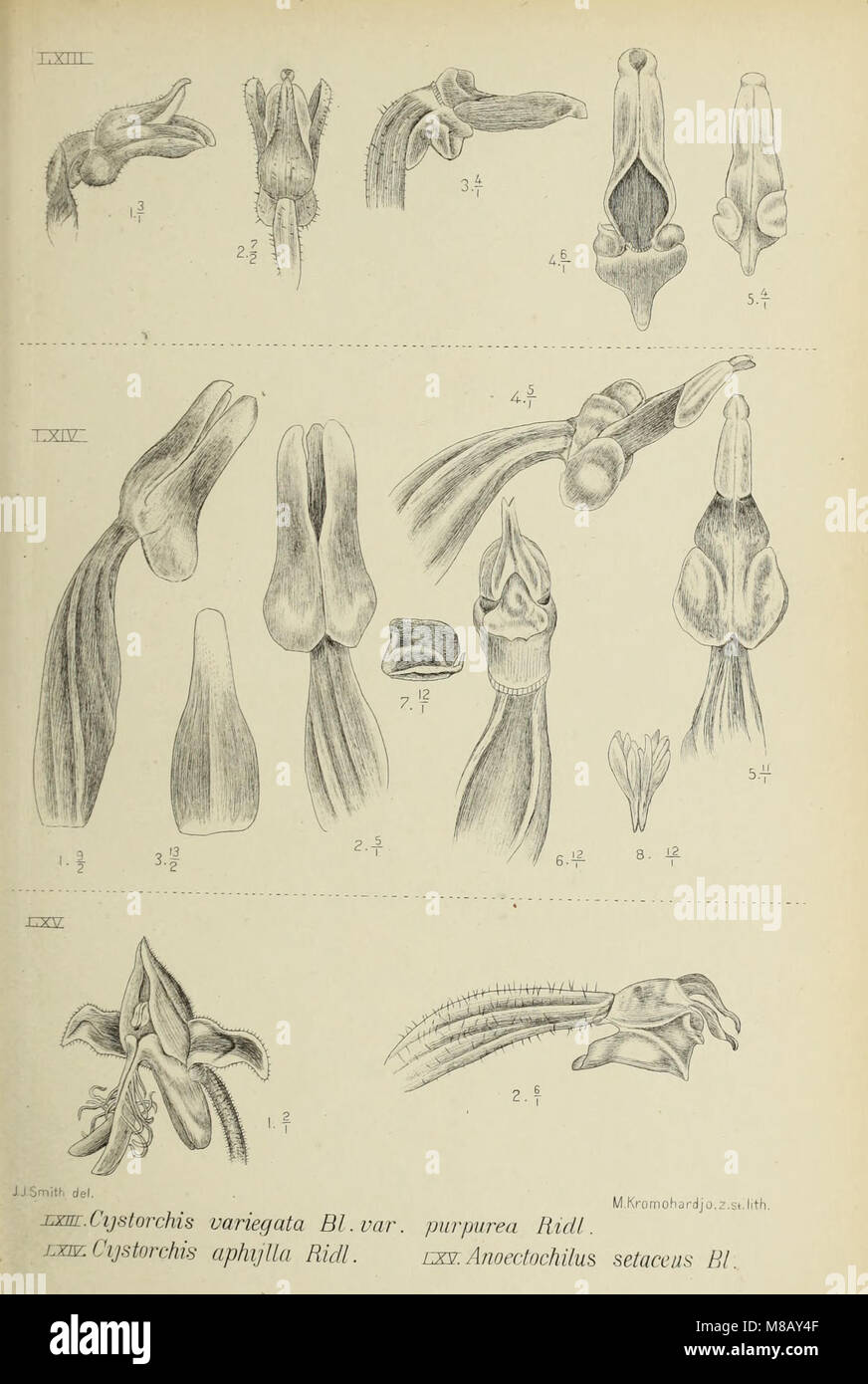 'Die Orchideen von Java' (1905) is a detailed study of the orchid ...