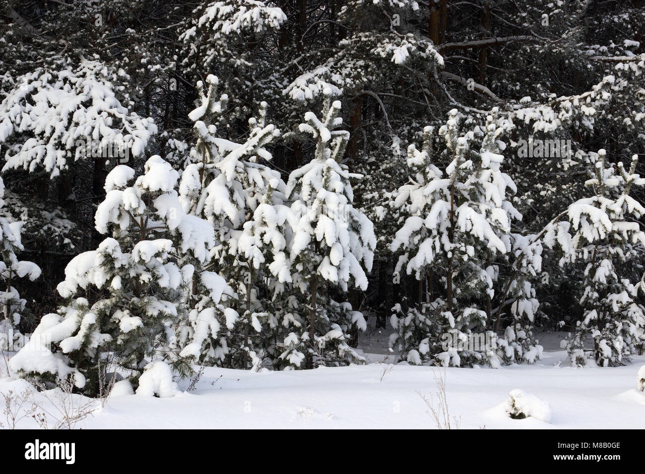 Young pine trees covered with snow in January Stock Photo - Alamy