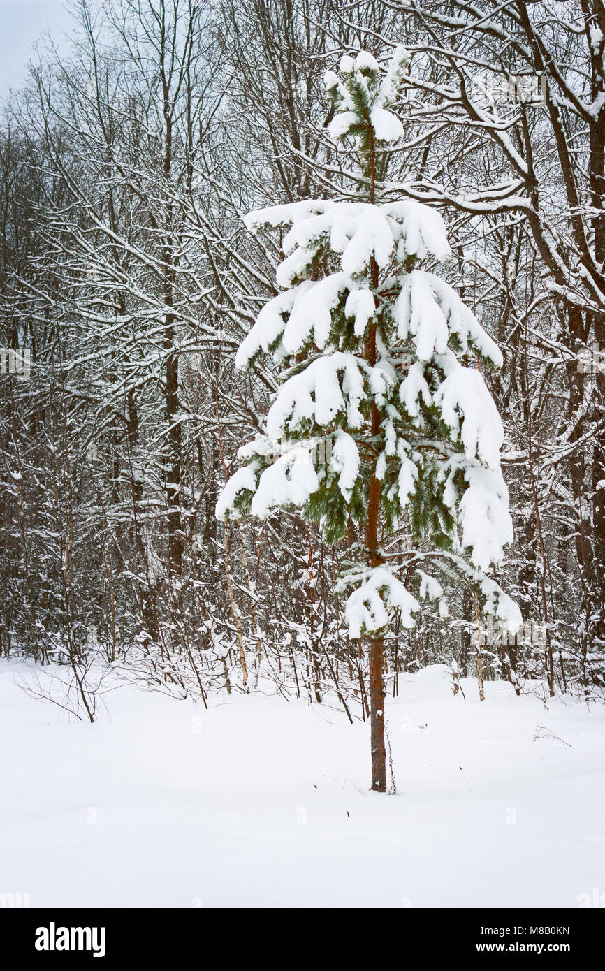 Lonely young pine tree hi-res stock photography and images - Alamy