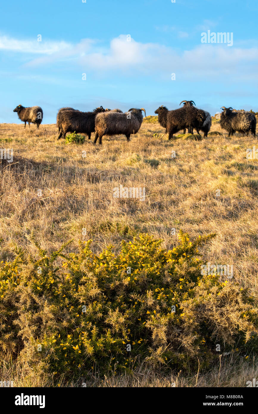 A flock or herd of rare breed black coloured sheep on a hillside grazing in a field on the grass in the meadow. Unusual livestock on a farm blue sky Stock Photo