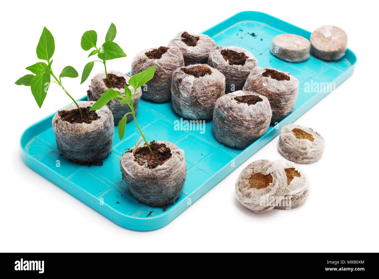 Как пользоваться торфяными. Торфяные горшочки для рассады. Горшочки для рассады. Рассада помидор в торфяной таблетке. Торфяные таблетки jiffy.