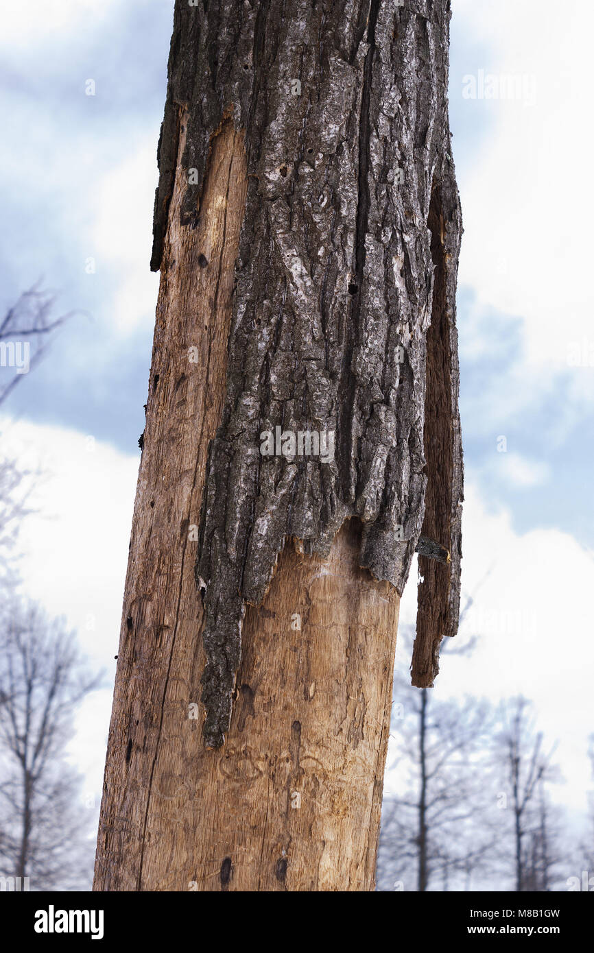 Tree, which was destroyed by beetle pest Stock Photo - Alamy