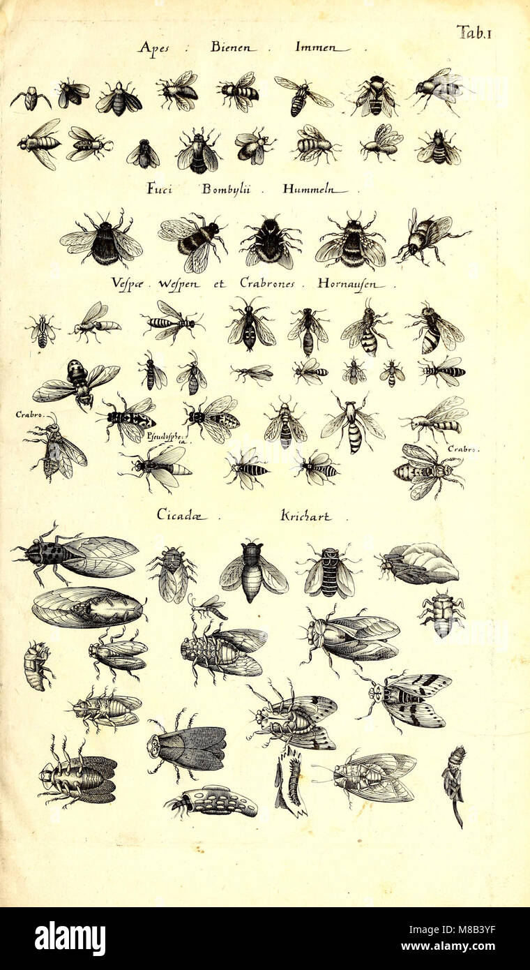 Animal Form Insects This natural history work covers quadrupeds, serpents, insects, and ...