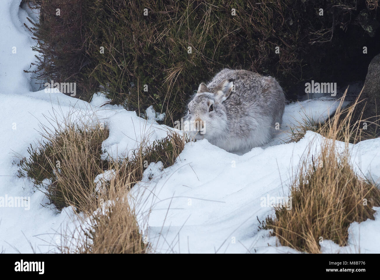 Mountain Hare below Kinder Scout, Peak District Stock Photo