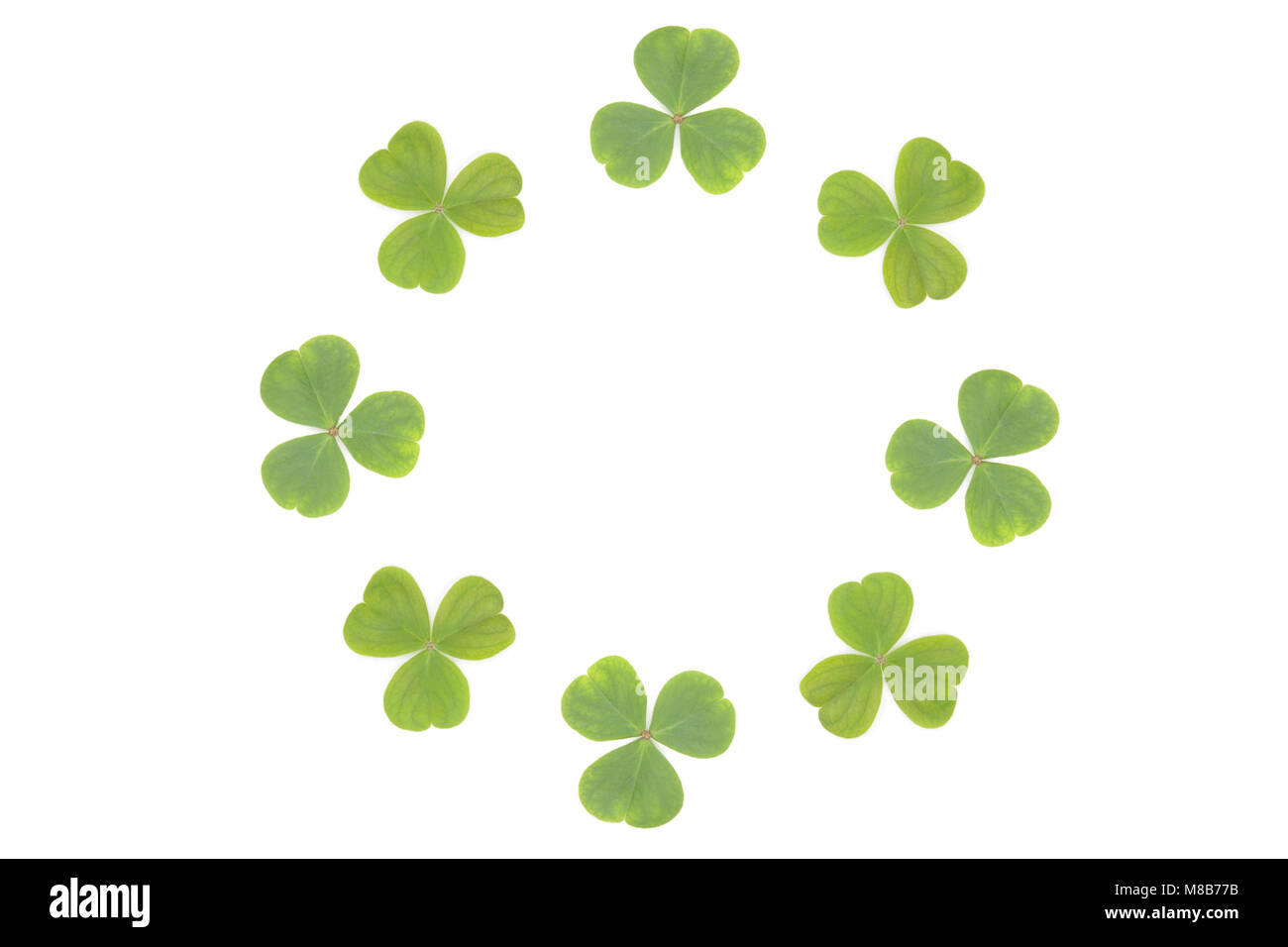 Green clover leaf isolated on white background Stock Photo - Alamy