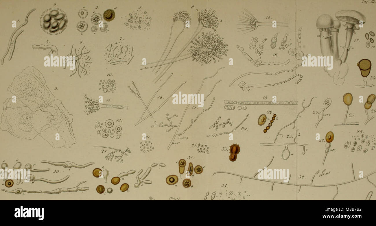 Die pflanzlichen Parasiten des menschlichen Körpers. Für Ärzte, Botaniker und Studirende zugleich als Anleitung in das Studium der niederen Organismen (1866) (20754178469) Stock Photo