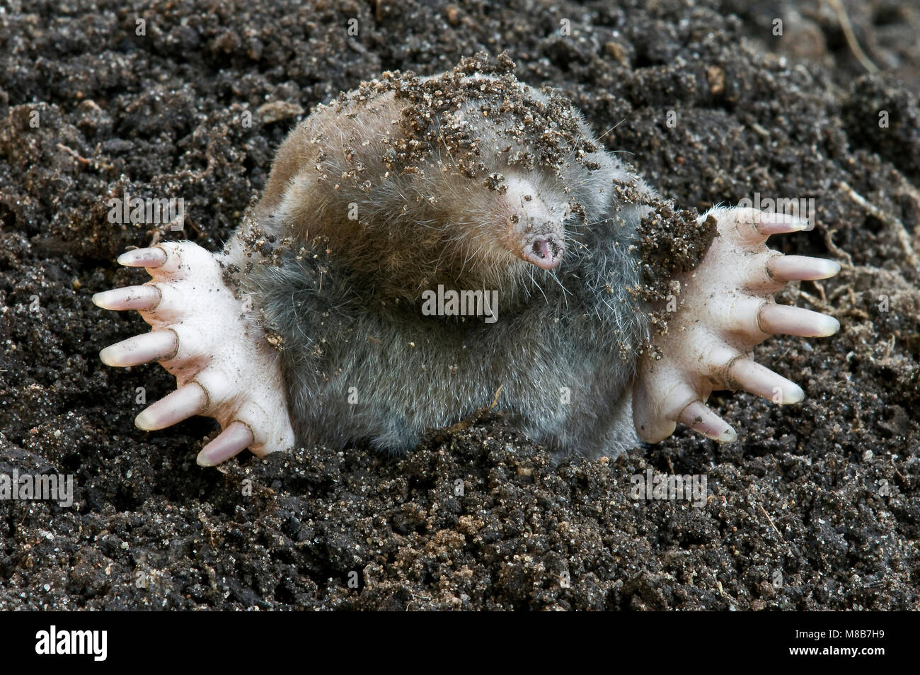 Eastern or Common Mole (Scalopus aquaticus), digging out from tunnel, E North America, by Skip Moody/Dembinsky Photo Assoc Stock Photo