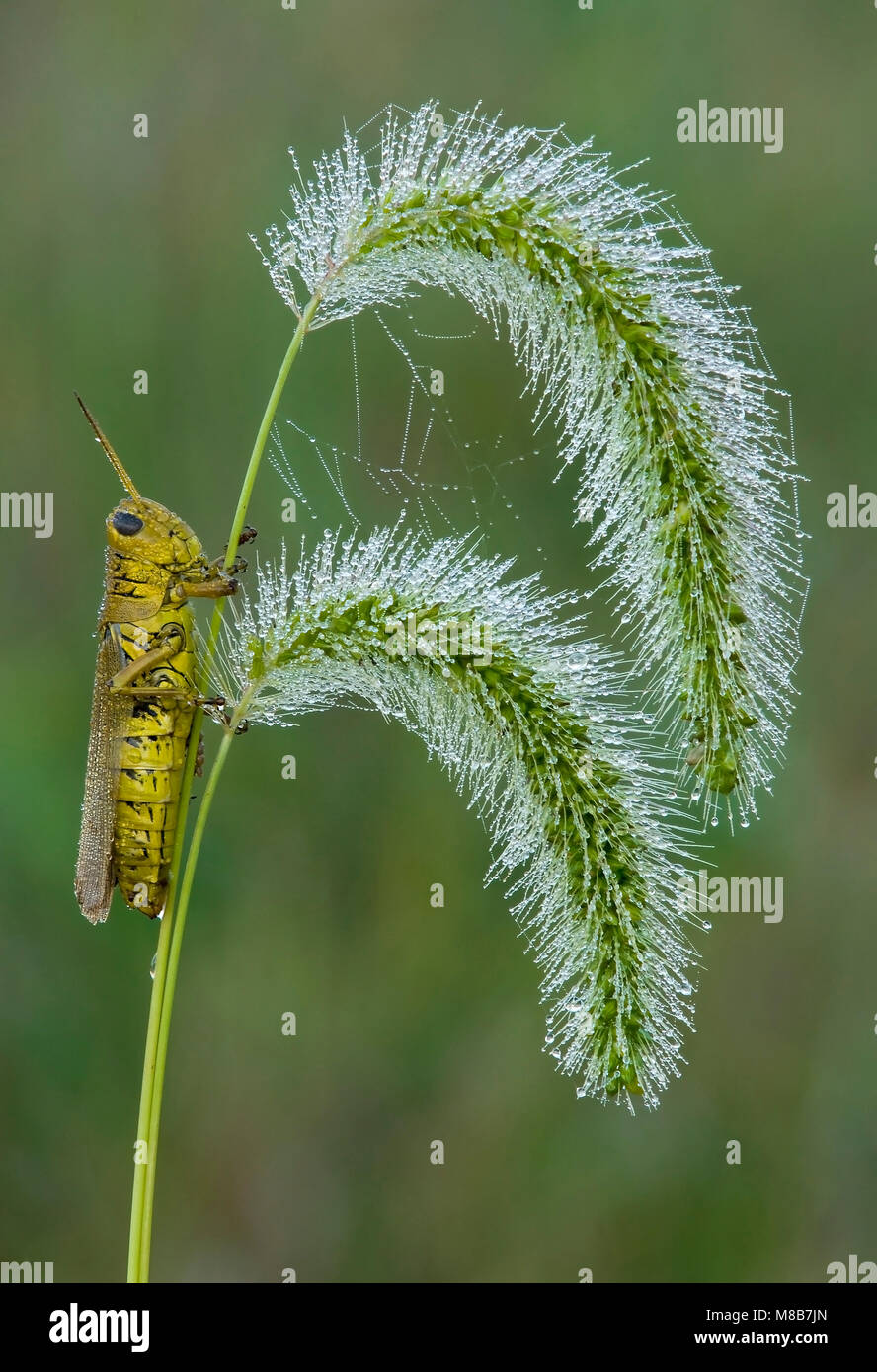 Differential Grasshopper (Melanoplus differentialis) resting on Foxtail, grass, Eastern USA, by Skip Moody/Dembinsky Photo Assoc Stock Photo