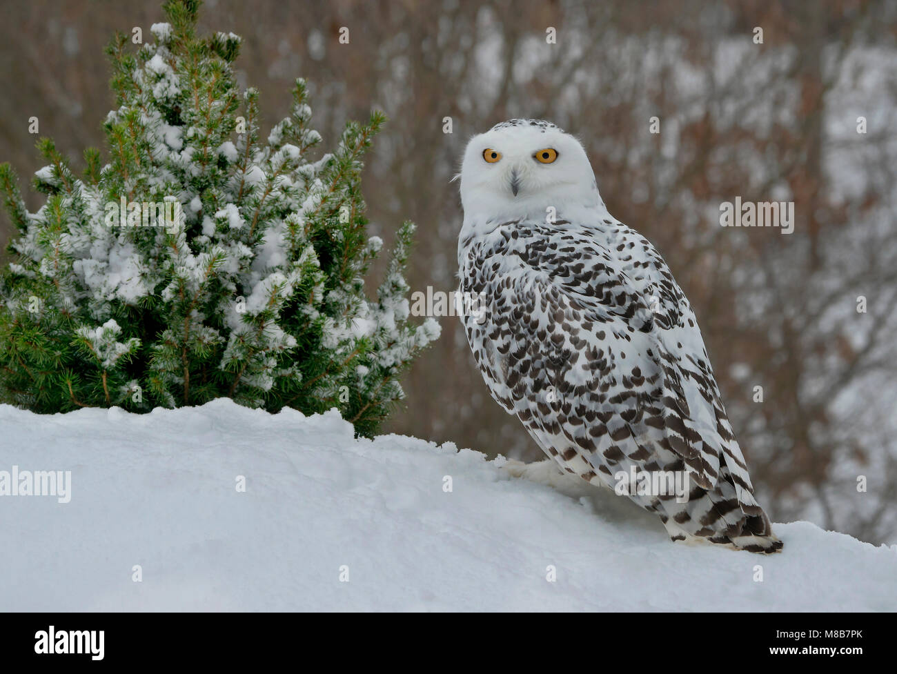 Snowy Owl (Bubo scandiacus), Winter, North America, by Skip Moody/Dembinsky Photo Assoc Stock Photo
