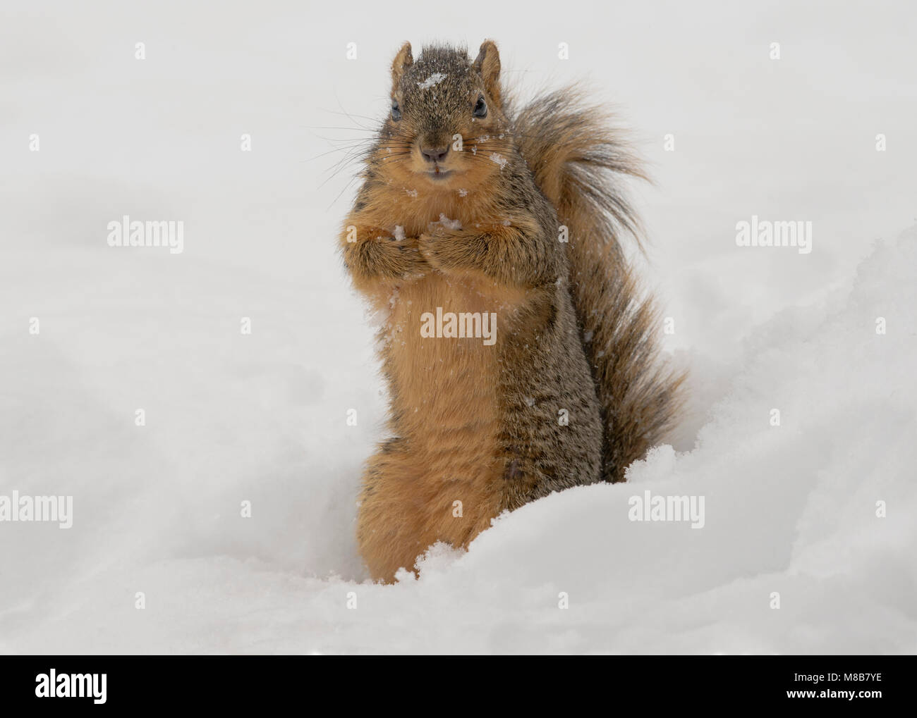 Fox Squirrel (Sciurus niger), Winter, E USA by Skip Moody/Dembinsky Photo Assoc Stock Photo