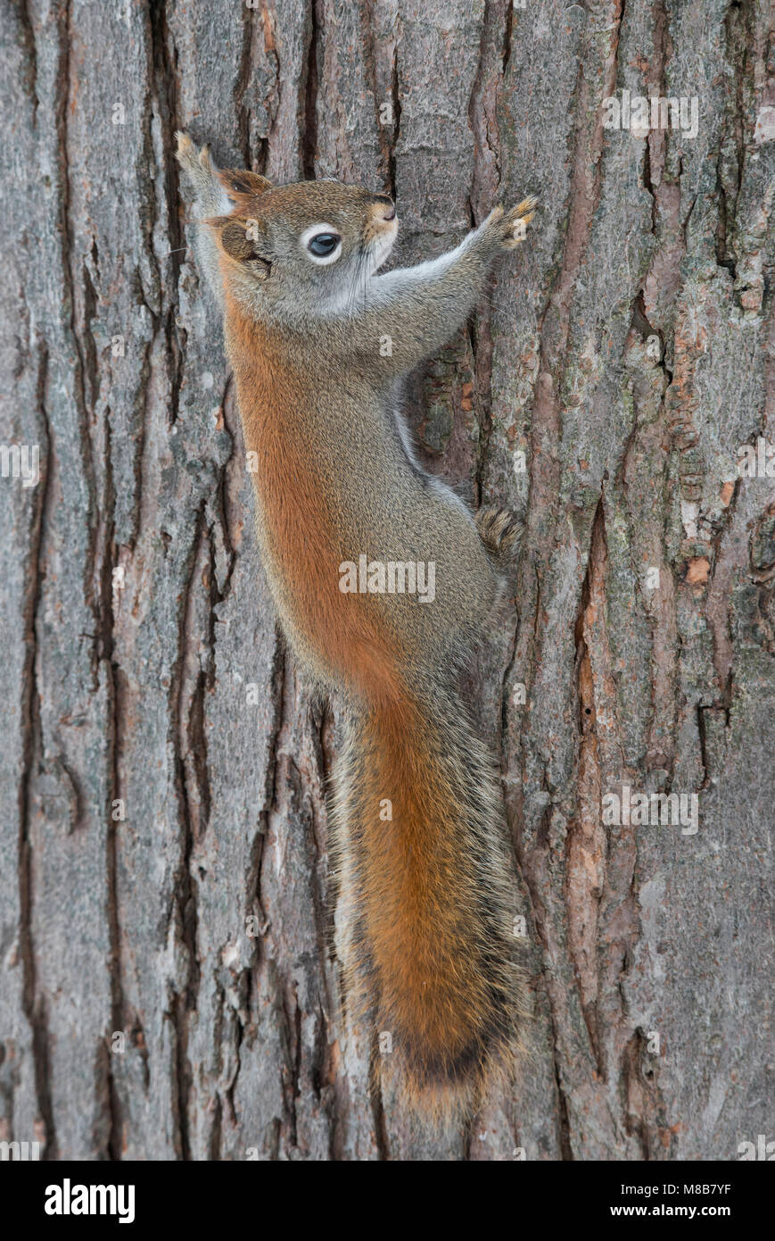 American Red Squirrel (Tamiasciurus hudsonicus), Winter, E USA, by Skip Moody/Dembinsky Photo Assoc Stock Photo