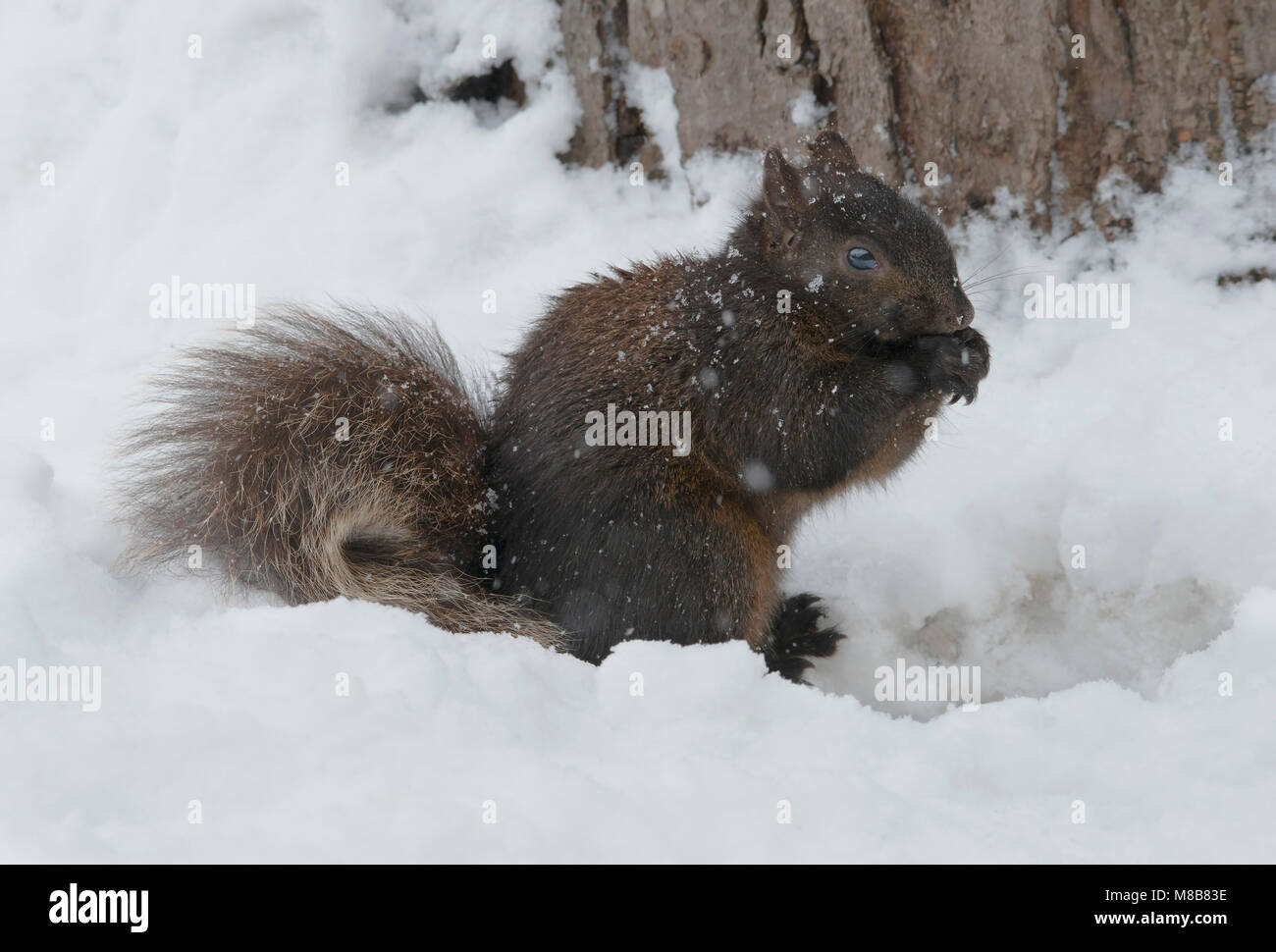 Gray Squirrel (Sciurus carolinensis), dark form, aka Black Squirrel, Winter, Michigan USA by Skip Moody/Dembinsky Photo Assoc Stock Photo