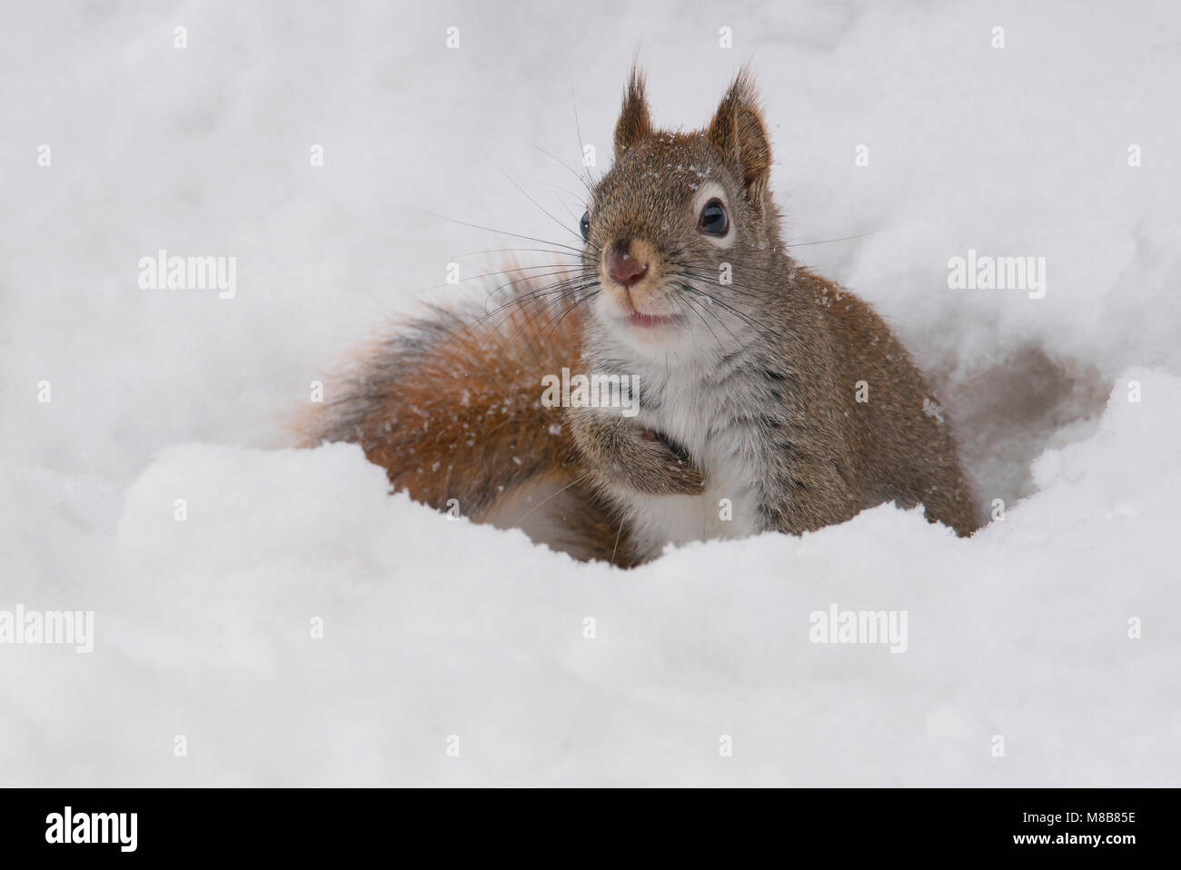 American Red Squirrel (Tamiasciurus hudsonicus), Winter, E USA, by Skip Moody/Dembinsky Photo Assoc Stock Photo