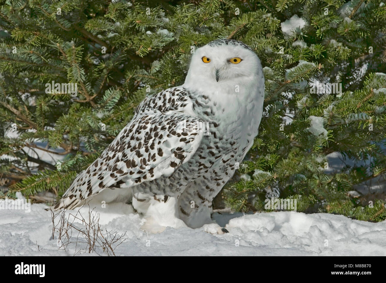 Snowy Owl (Bubo scandiacus), Winter, North America, by Skip Moody/Dembinsky Photo Assoc Stock Photo