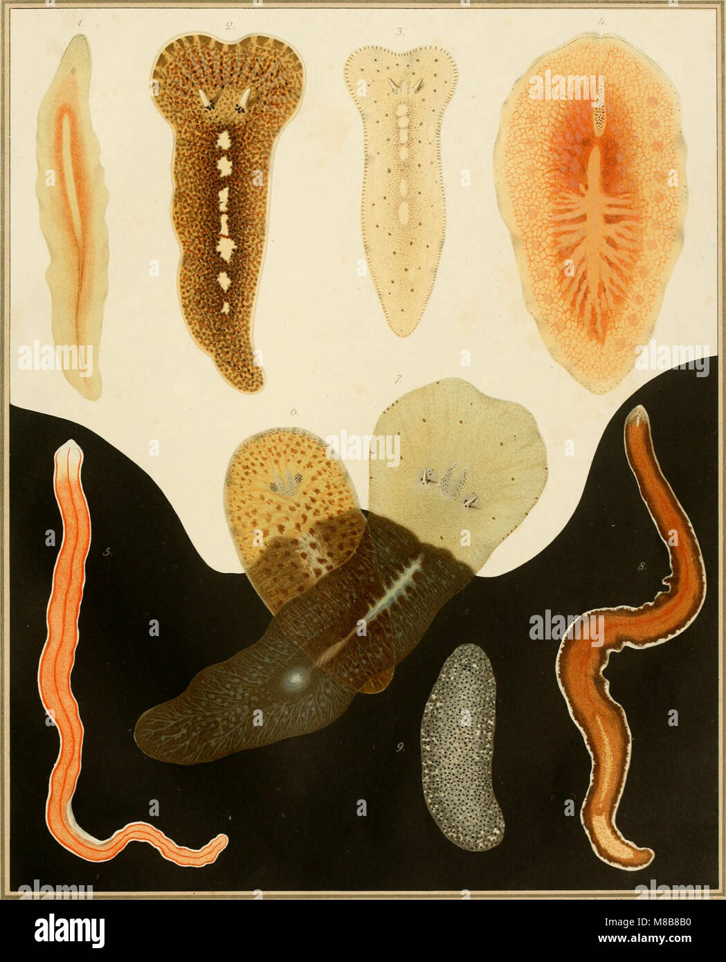 Polyclads Color 'Die Polycladen' (1884) investigates the polyclad flatworms of the Gulf ...