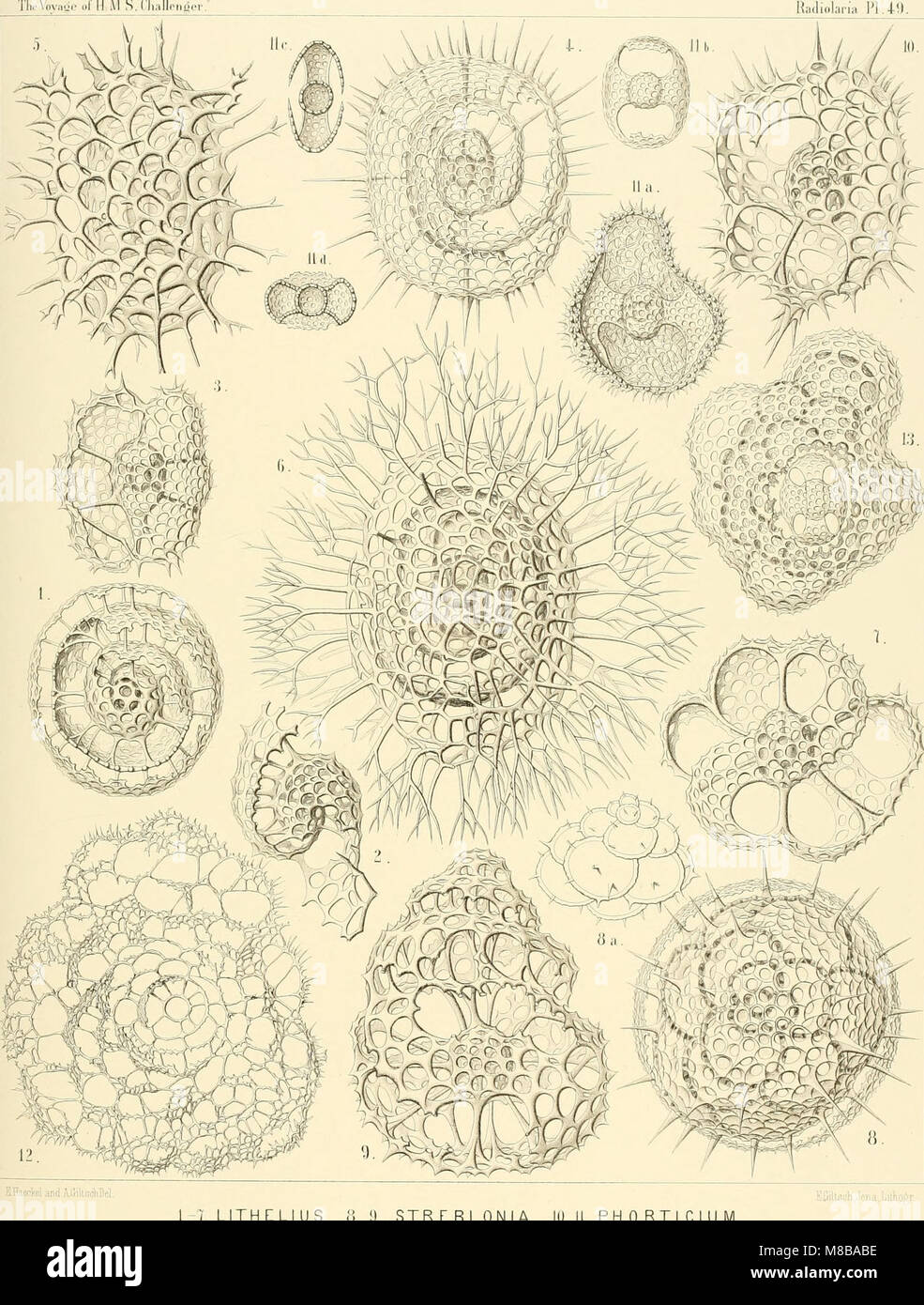 This 1887 monograph studies Radiolarians (Rhizopoda radiaria), a group ...