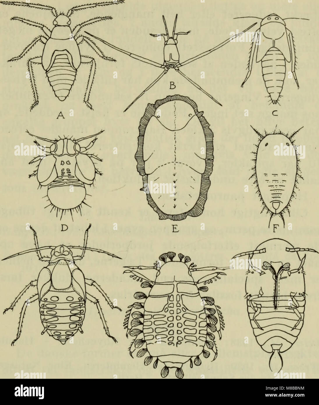 Danmarks fauna; illustrerede haandbøger over den danske dyreverden.. (1907) (20826650192) Stock Photo