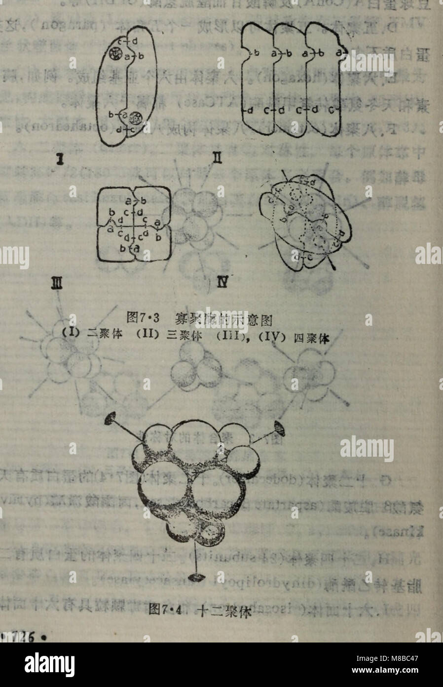 Dan bai zhi de jie gou yu gong neng (1988.11) (20838615651) Stock Photo