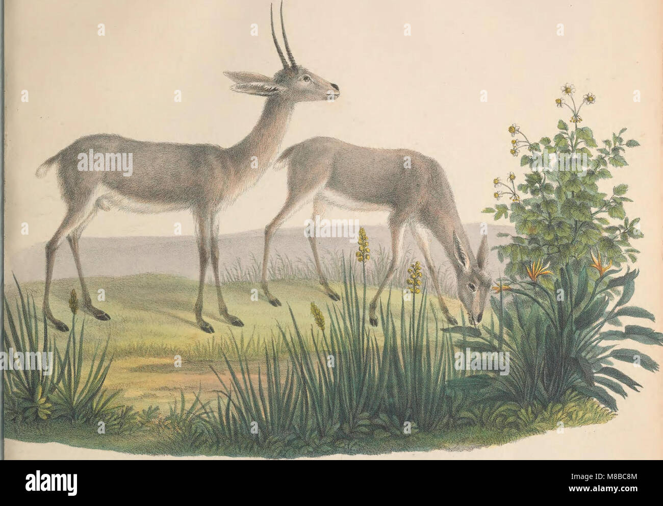 This German work depicts 65 lesser-known mammal species with detailed ...